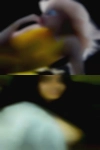 Naked woman